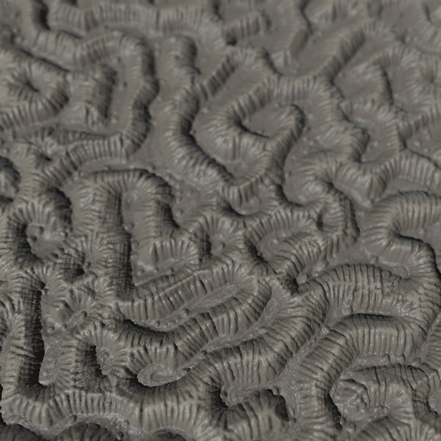 Terra-Tech™ MAZE BRAIN CORAL — Silicone Texture Rollers & Stamps