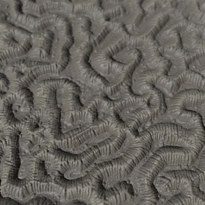 Terra-Tech™ MAZE BRAIN CORAL — Silicone Texture Rollers & Stamps